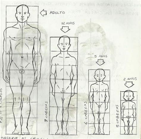 proporcao anatomica adulto criança Pesquisa Google Corpo humano