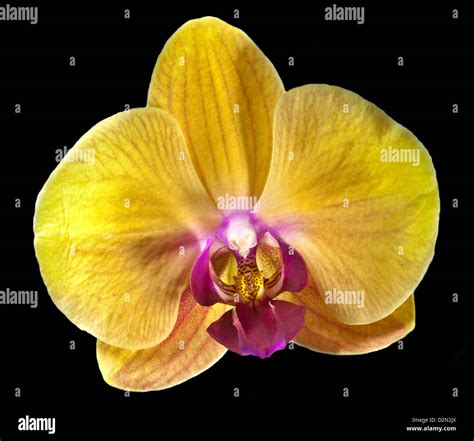 Yellow Phalaenopsis Orchid Moth Orchid On Black Stock Photo Alamy