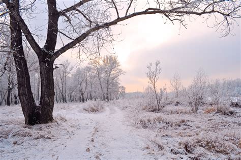 Trees In The Snow 3 Free Stock Photo Public Domain Pictures