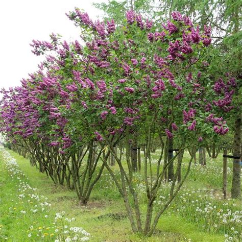 Buy Potted Lilac Trees Online (Purple Flowering) | Best Sale Prices