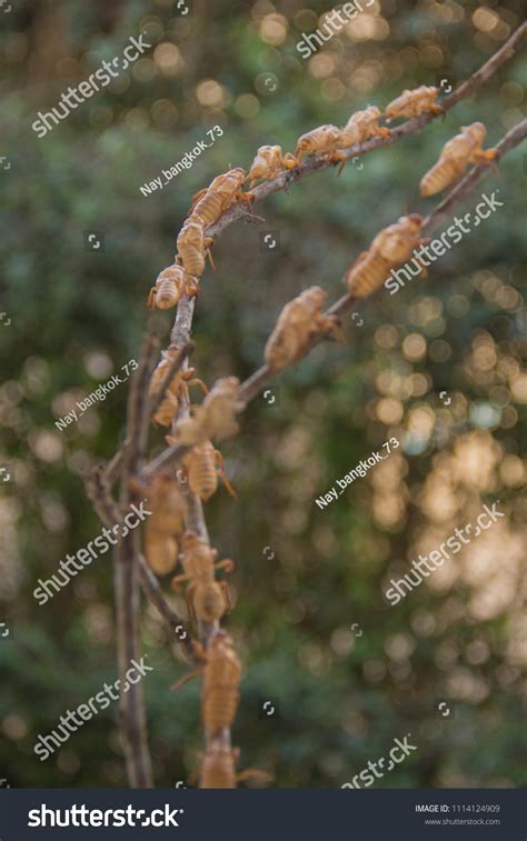 Growth Cicada Incomplete Embryo Stage Has Stock Photo 1114124909