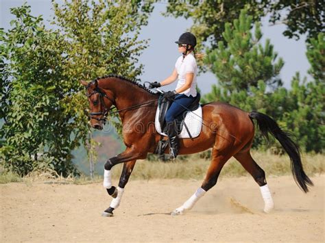 Rider on Bay Dressage Horse, Going Gallop Stock Photo - Image of gallop ...