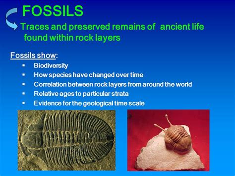 Fossils And Relative Dating Ppt Telegraph