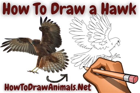 How To Draw A Hawk Easy Drawing Tutorial