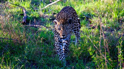 Sabi Sands Game Reserve South Africa Wild Safari Guide
