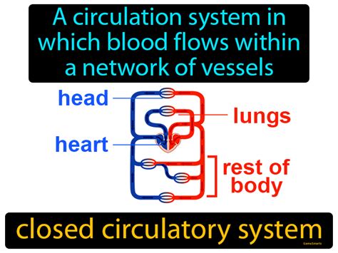 Closed Circulatory System Definition Image Gamesmartz