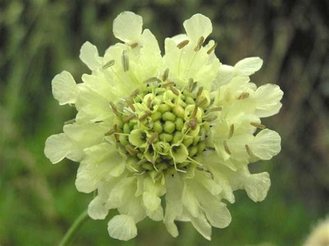 Cephalaria gigantea – Thy til stauder