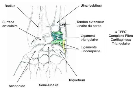 Anatomie De La Main Et Du Poignet Articulations Os Du Carpe Tendons