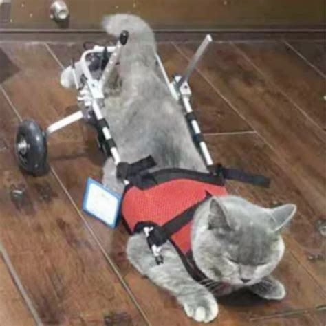 Cat Wheelchair Cat Hind Leg Disability Walker Pet Paralysis Assisted