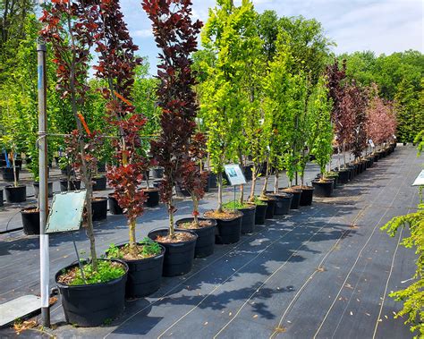 Specials Blue Star Nursery Ltd