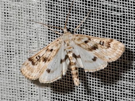 Ein Ganz Besonderer Falter Auf Grund Der Lebensweise Der Raupen Ist Der