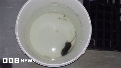 Bakery fined over 'severe' mouse infestation : r/NewsOfTheUK
