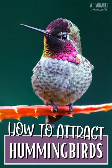 How To Attract Hummingbirds To Your Garden Attainable Sustainable®