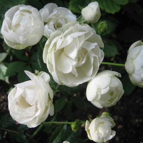 Саженцы розы глобус купить в Москве по цене от 690 рублей