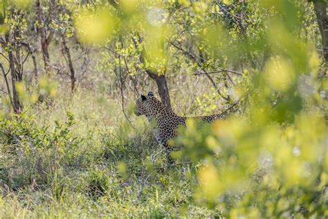 South Africa Nottens Bush Camp Leopard Sabi Sand Reserve Flickr