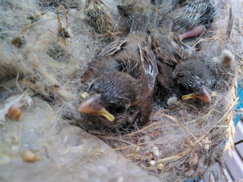 Vaughan Wildlife Removal: Why Do Birds Eat Worms?