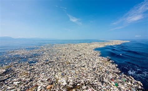 Plástico La Isla De Basura Del Pacífico Colonizada Por Animales Y