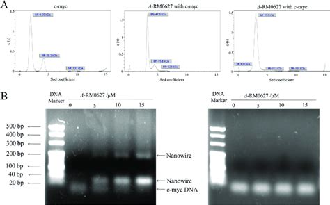 A Analytical Ultracentrifugation Analysis Of The Sedimentation