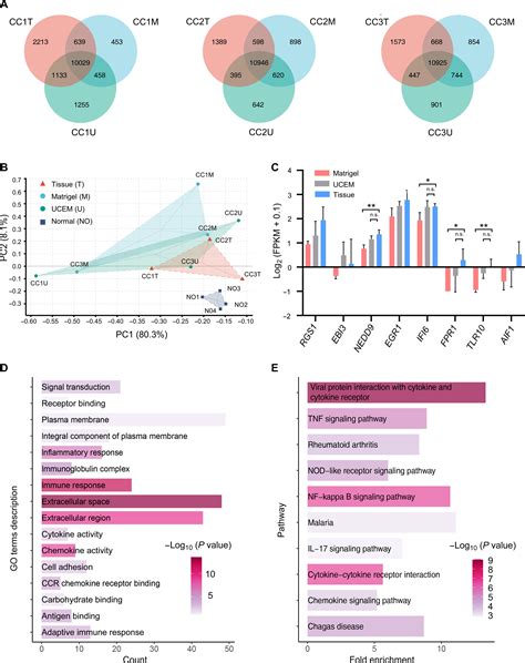 Cervical Extracellular Matrix Hydrogel Optimizes Tumor Heterogeneity Of