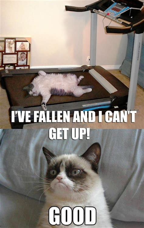 grumpy cat, treadmill, has fallen and can not get up - Dump A Day