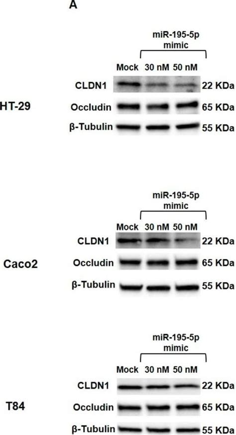 Goat anti Rabbit IgG H L Secondary Antibody HRP Invitrogen 200 μL