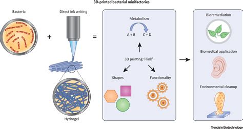 D Printing Of Bacteria The Next Frontier In Biofabrication Trends In