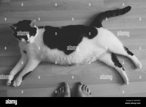 Feet Of Cat Hi Res Stock Photography And Images Alamy