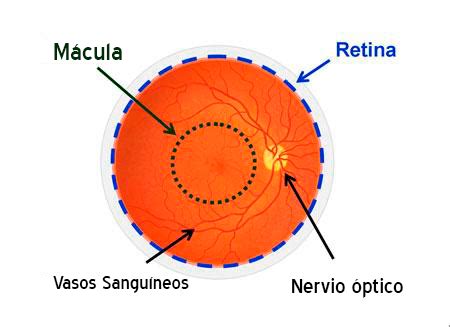 Enfermedades M Cula Y Retina Instituto De Oftalmolog A Y Glaucoma Vasquez