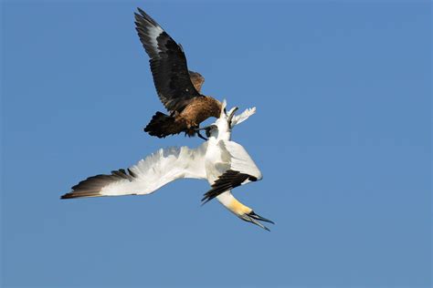 Gannets in Shetland Photo-Assignment – Shetland Nature