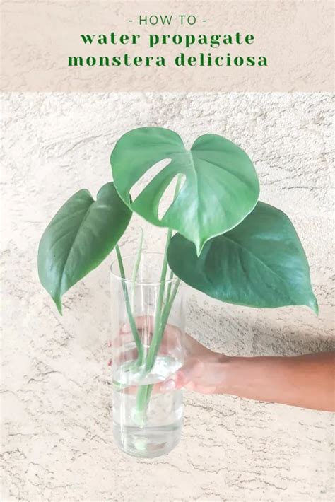 Monstera propagation tips – Artofit