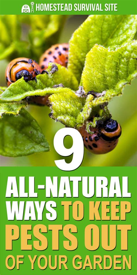 9 All Natural Ways To Keep Pests Out Of Your Garden Artofit