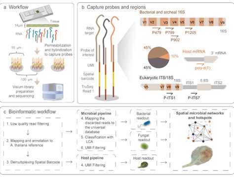 Overview Of The Method A Spatial MetaTranscriptomics SmT Uses