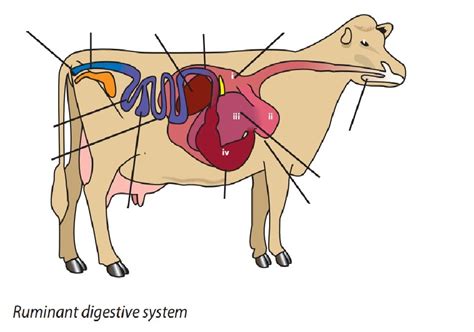 Diagram of Ruminant Digestion | Quizlet