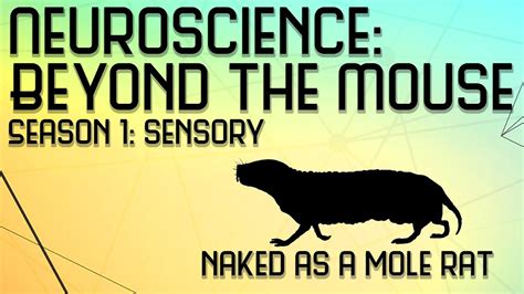 Naked As A Mole Rat Mechanisms Of Pain Resistance Explained