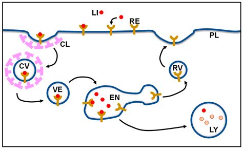 Cycle Numbers Of Cell Surface Recycling Receptors