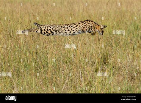 Pouncing Cat Hi Res Stock Photography And Images Alamy