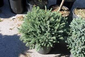 Ель канадская Эхиниформис (Picea glauca Echiniformis): описание ...