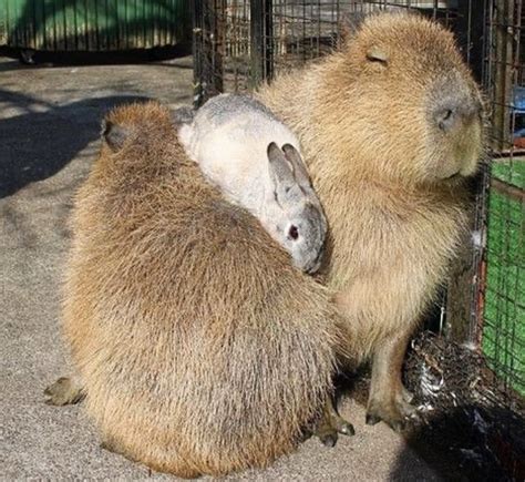 Tay On Twitter RT CAPYBARA MAN Friend Shaped