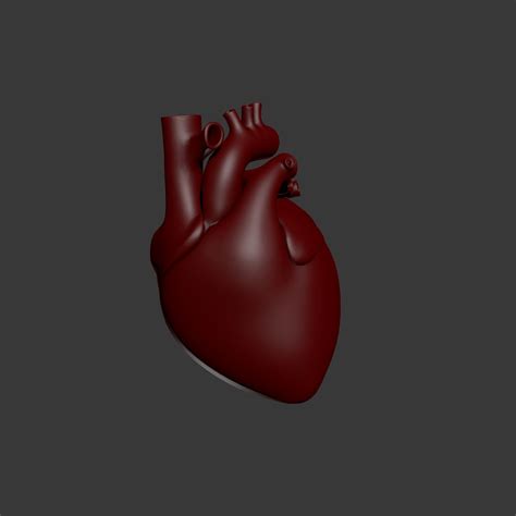 Corazón Humano Modelo 3d 10 3ds Fbx Max Obj Free3d