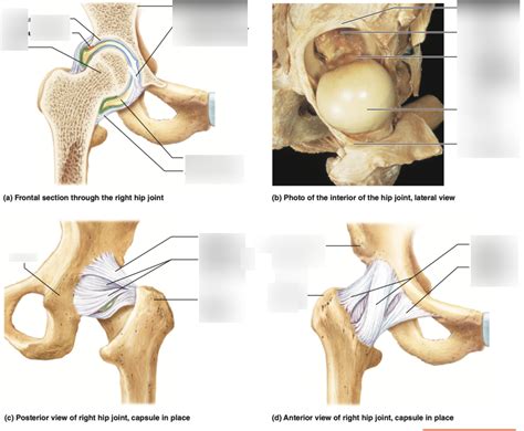 Hip Ligaments Diagram Quizlet