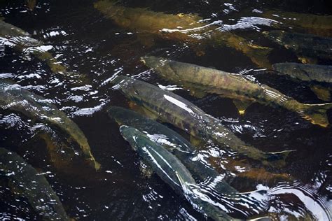 The Chum Salmon Whats That Fish