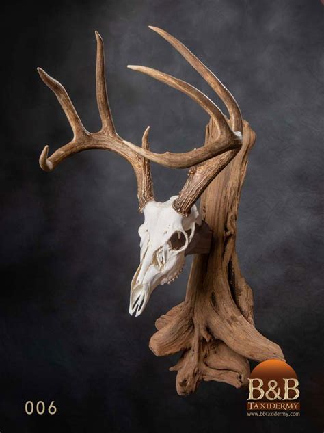 European Mount Taxidermy Skull Mounts Bandb Taxidermy