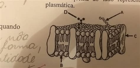 Total Imagem Modelo Da Membrana Plasmatica Br Thptnganamst Edu Vn