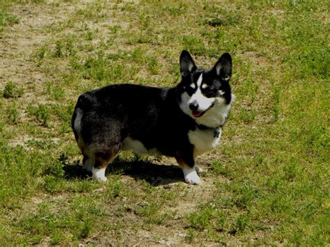 Pembroke Welsh Corgis Info, Facts, Temperament, Puppies, Pictures