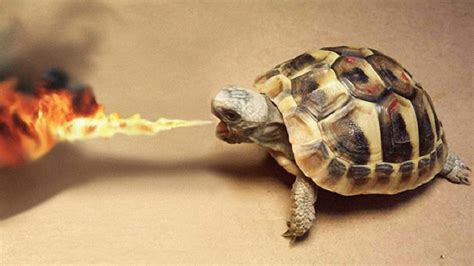 Download Take A Break And Laugh With This Hilarious Turtle