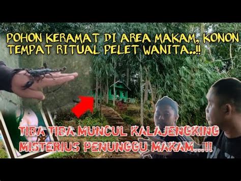 MUNCULNYA KALAJENGKING MISTERIUS DI AREA MAKAM BERPOHON KERAMAT KONON