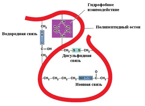 Третичная структура белков