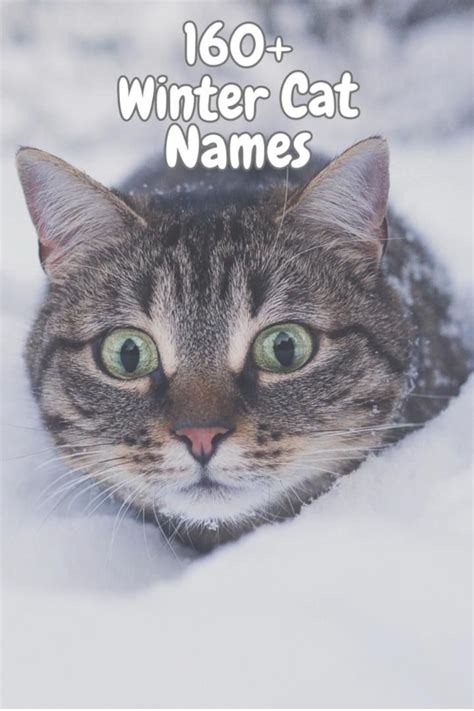 Winter cat names – Artofit