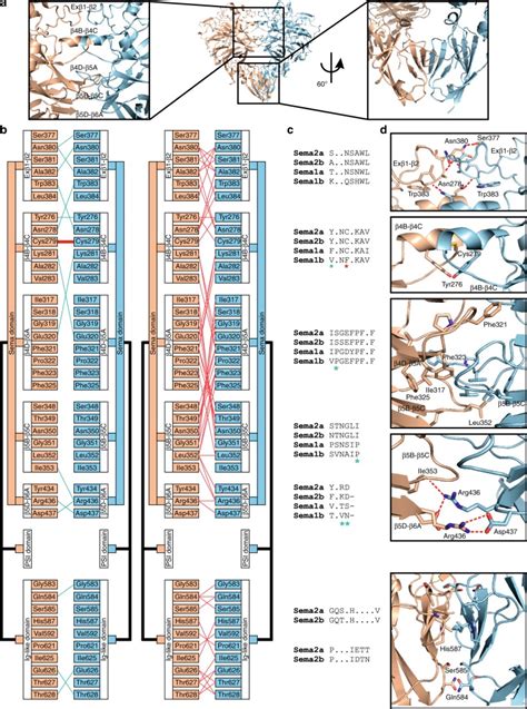 Diversity Of Oligomerization In Drosophila Semaphorins Suggests A