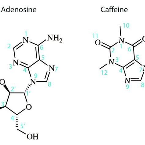 Adenosine Receptor X Ray Crystal Structures Download Table